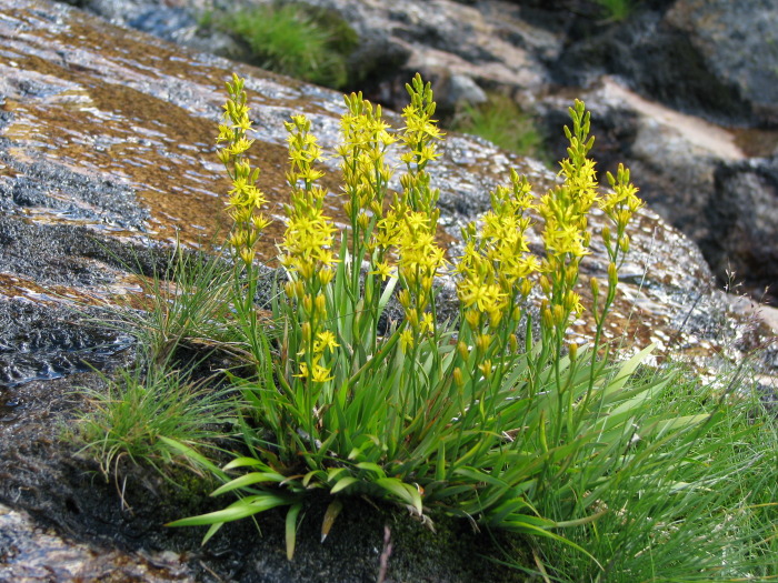 Narthecium reverchoni / nartecio di Corsica