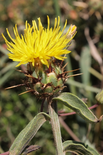 Centaurea sicula / Fiordaliso siculo
