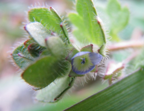 Veronica hederifolia?