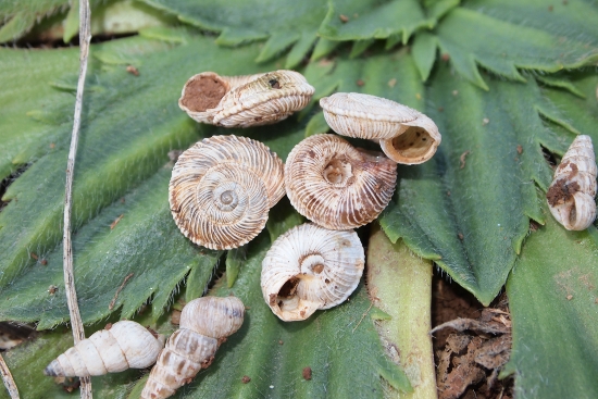 Cernuella (Cernuella) rugosa (Lamarck, 1822)