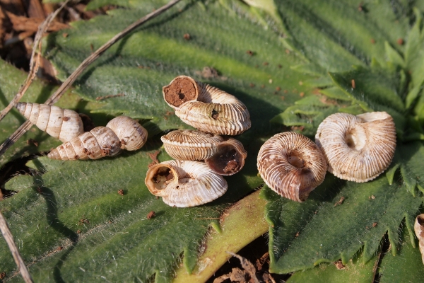 Cernuella (Cernuella) rugosa (Lamarck, 1822)