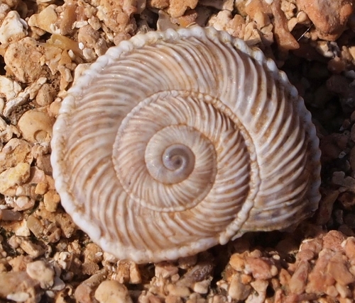 Cernuella (Cernuella) rugosa (Lamarck, 1822)