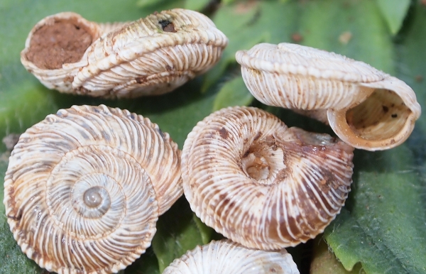 Cernuella (Cernuella) rugosa (Lamarck, 1822)