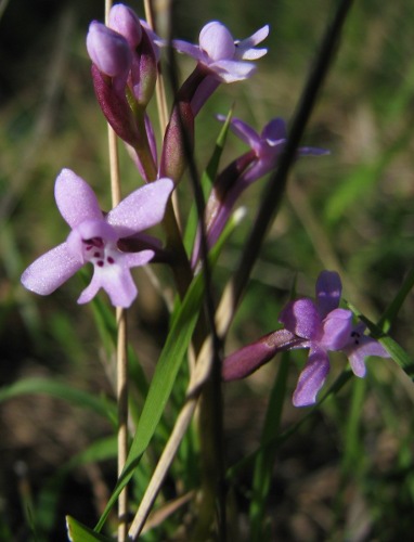 Orchis brancifortii