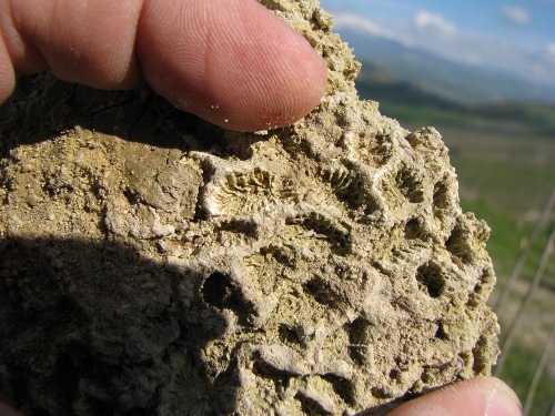 Paleoplesiastrea (?)