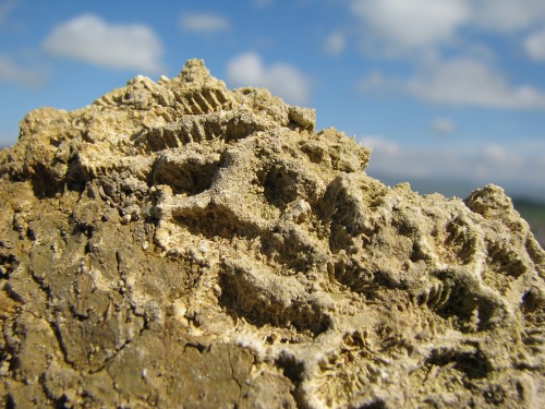 Paleoplesiastrea (?)