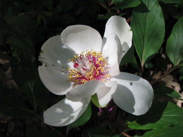Paeonia mascula / Peonia maschio