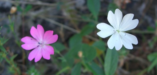 Petrorhagia velutina??