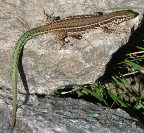 Podarcis tiliguerta - Lucertola tirrenica