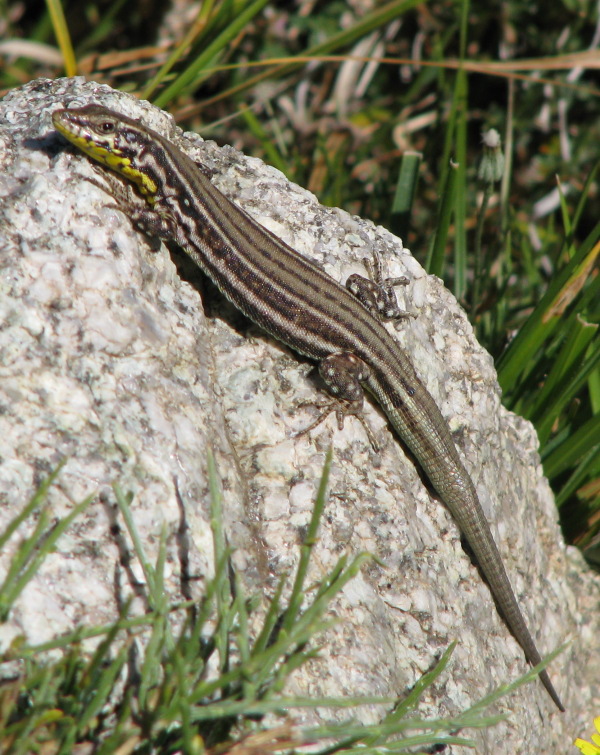 Podarcis tiliguerta - Lucertola tirrenica