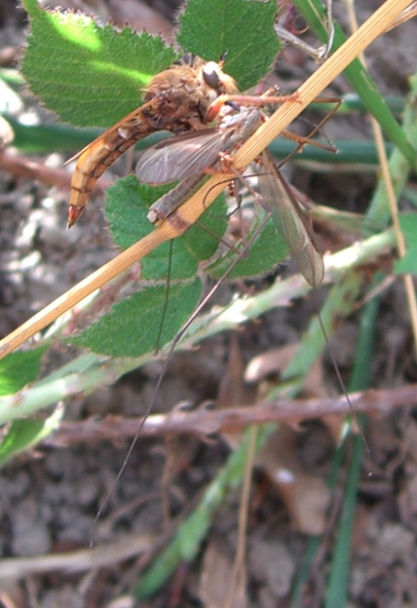 Asilidae gigante