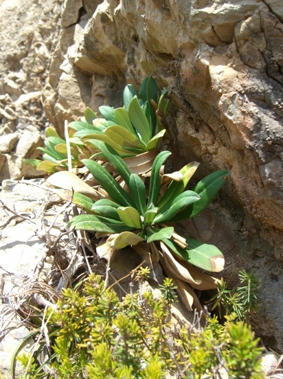 Pseudoscabiosa limonifolia / Vedovina trapanese