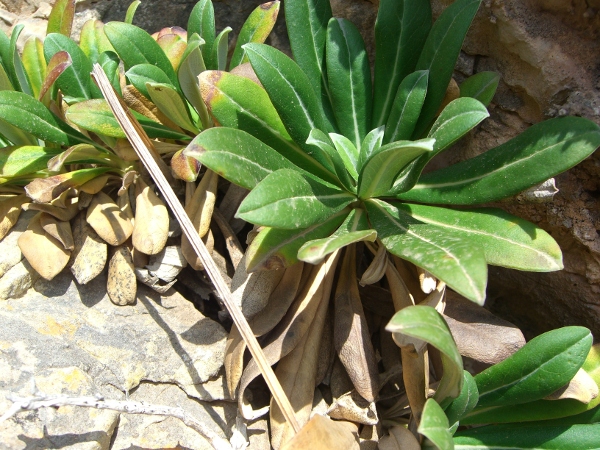 Pseudoscabiosa limonifolia / Vedovina trapanese