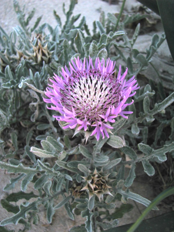 Centaurea pumilio L. Elafonissi - Creta