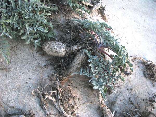 Centaurea pumilio L. Elafonissi - Creta