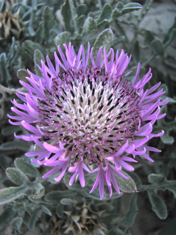 Centaurea pumilio L. Elafonissi - Creta