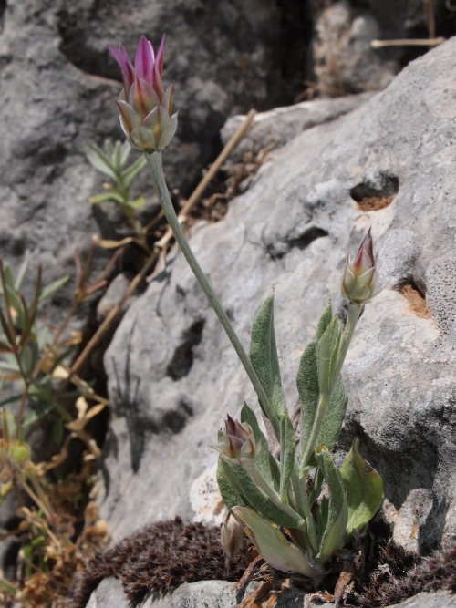 Xeranthemum inapertum / Perpetuini mezzani