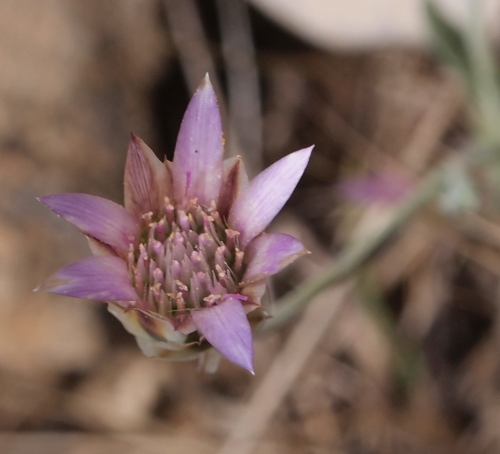 Xeranthemum inapertum / Perpetuini mezzani