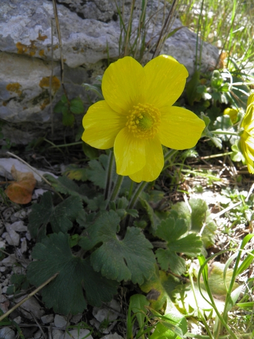 Ranunculus spicatus subsp. rupestris / Ranuncolo rupestre