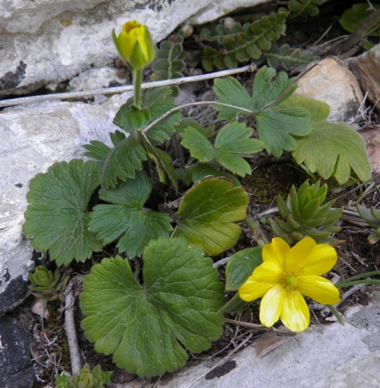 Ranunculus spicatus subsp. rupestris / Ranuncolo rupestre