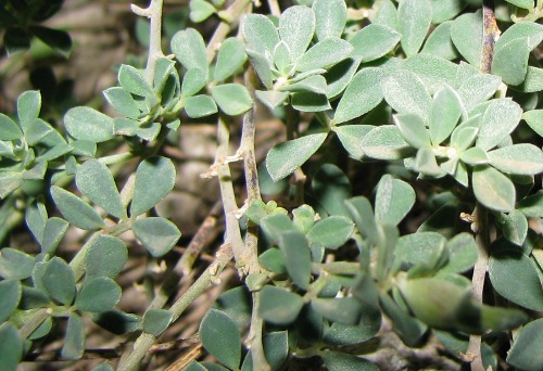 Lotus cytisoides / Ginestrino delle scogliere