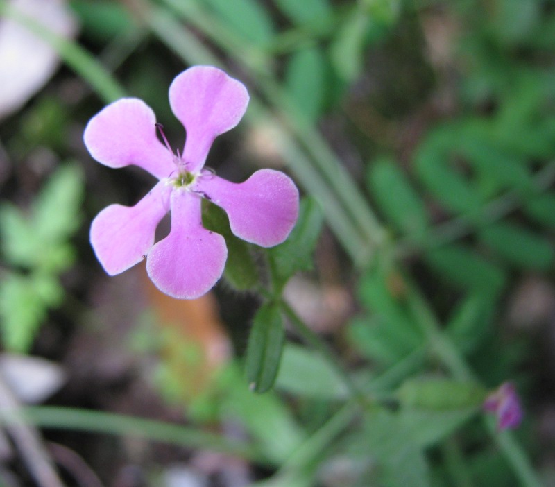 Saponaria calabrica / Saponaria calabrese