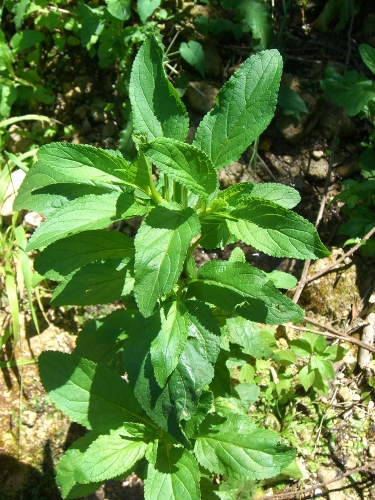 Scrophularia cfr.umbrosa