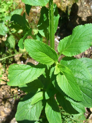 Scrophularia cfr.umbrosa