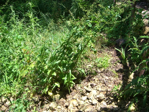 Scrophularia cfr.umbrosa