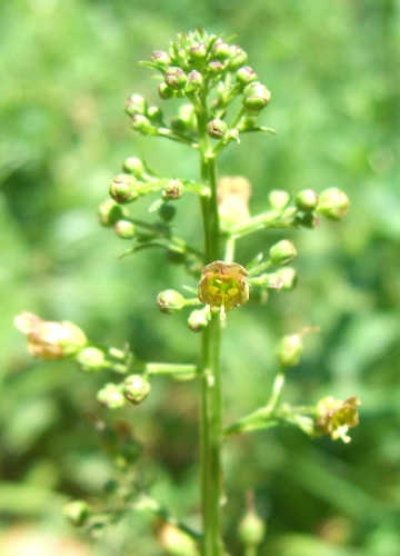 Scrophularia cfr.umbrosa
