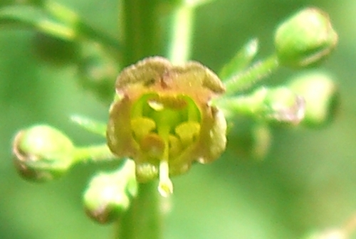 Scrophularia cfr.umbrosa