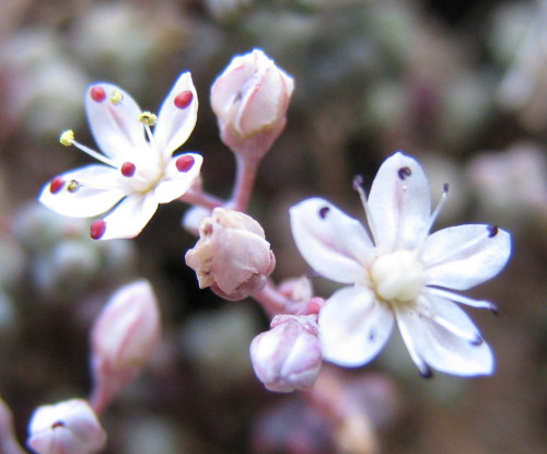Sedum album e Sedum brevifolium
