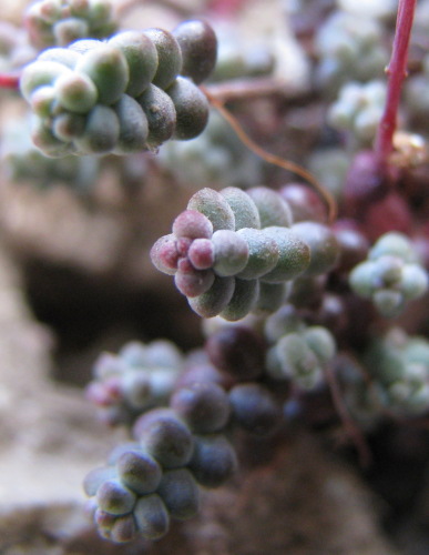 Sedum album e Sedum brevifolium