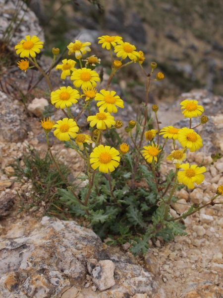 Senecio squalidus e Senecio squalidus subsp. chrysanthemifolius
