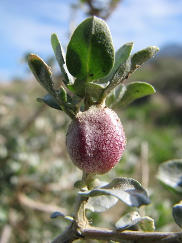 Galla (di Diptera Cecidomiidae?)  su Atriplex halimus