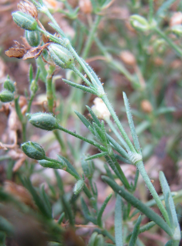 taxon k - Spergularia sp.