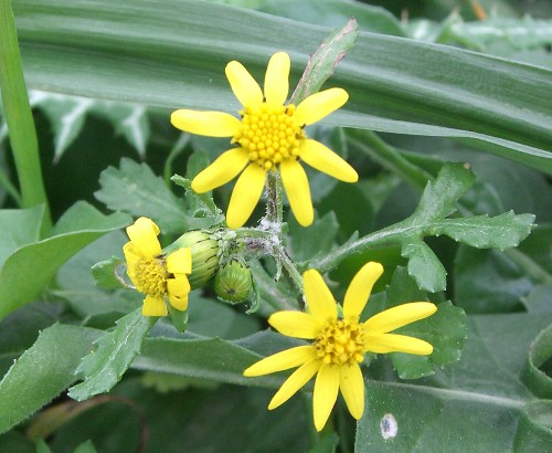 Senecio leucanthemifolius