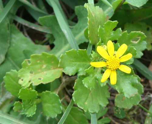 Senecio leucanthemifolius