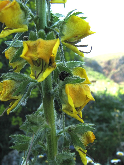 Verbascum... ?