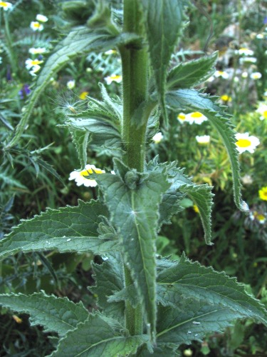 Verbascum... ?