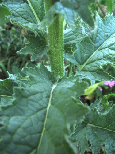 Verbascum... ?