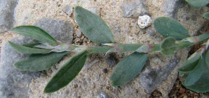 ...fiori rosa ascellari...- Polygonum aviculare