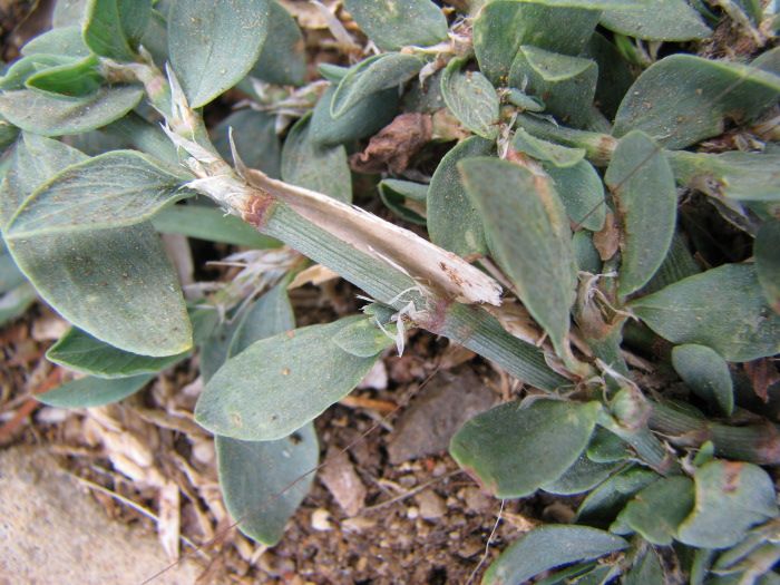 ...fiori rosa ascellari...- Polygonum aviculare