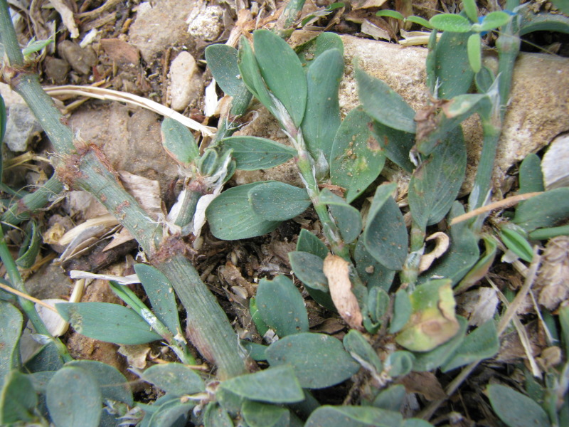 ...fiori rosa ascellari...- Polygonum aviculare