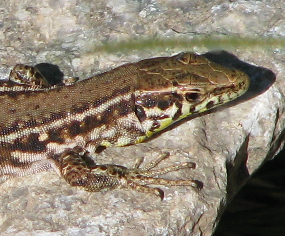 Podarcis tiliguerta - Lucertola tirrenica