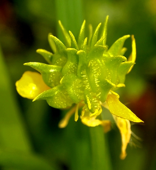 Ranunculus muricatus L.
