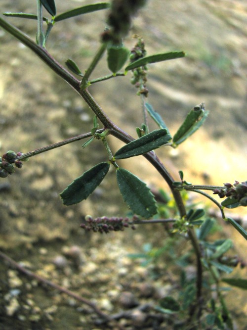 Melilotus cfr. sulcatus