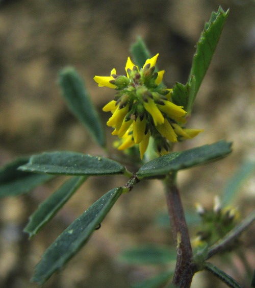 Melilotus cfr. sulcatus