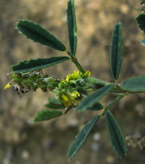 Melilotus cfr. sulcatus