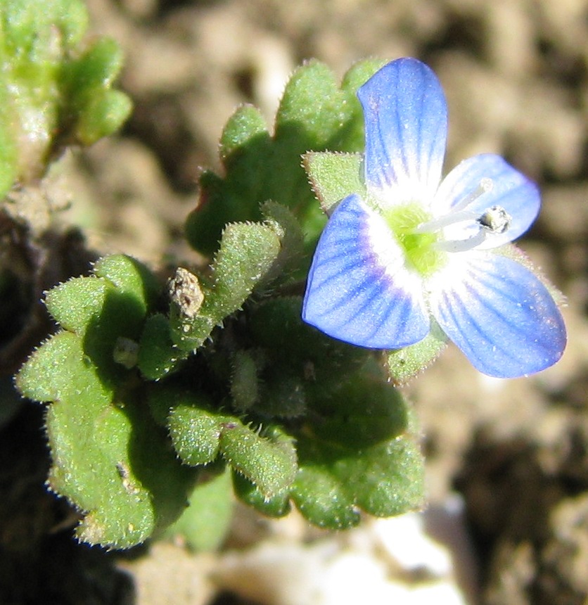 Veronica sp.